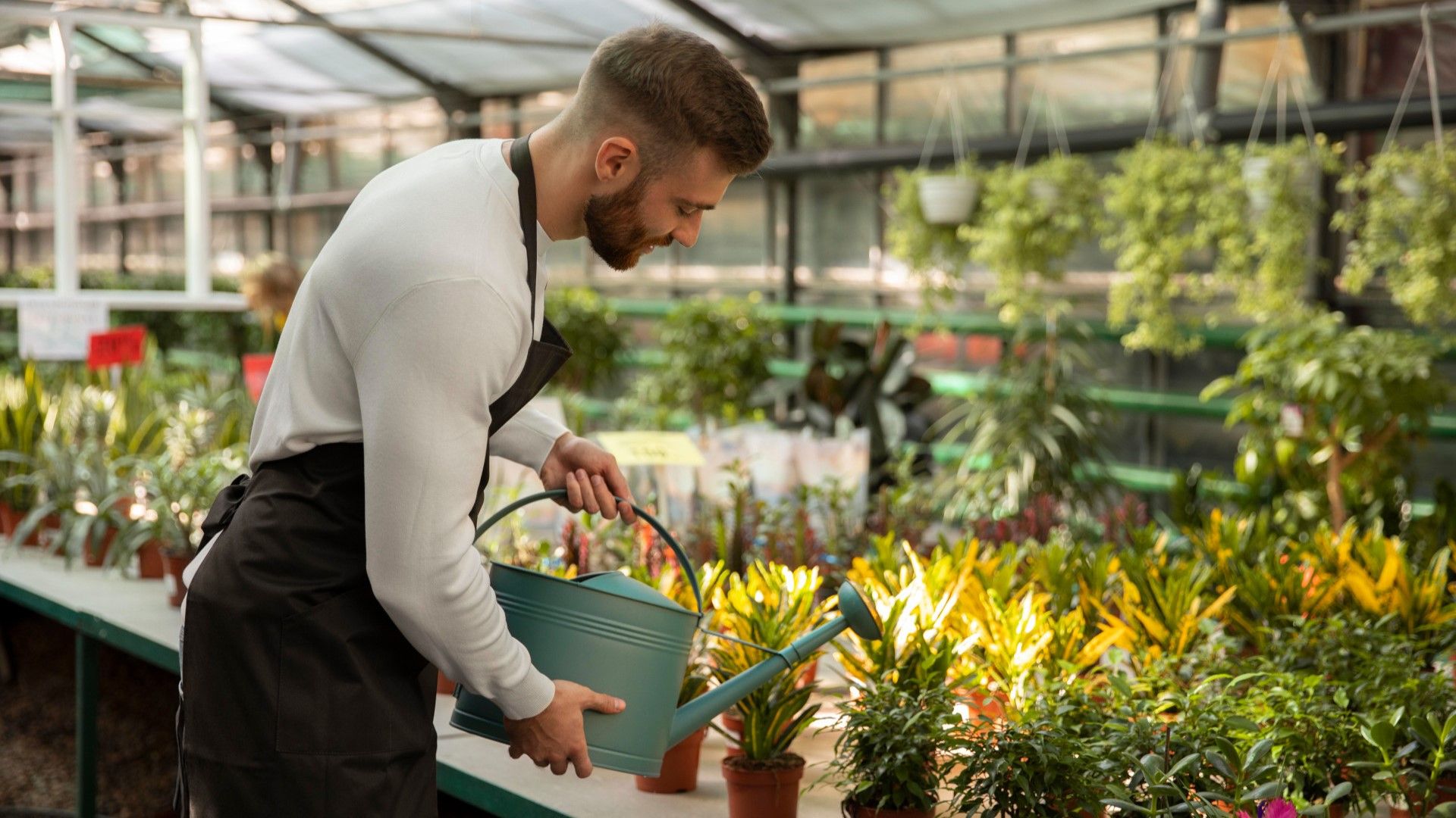 Man watering plants in the nursery with a green watering can