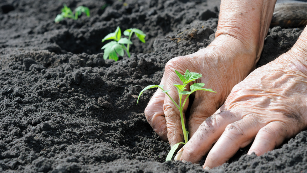 The tomato seedlings are planted by someone.