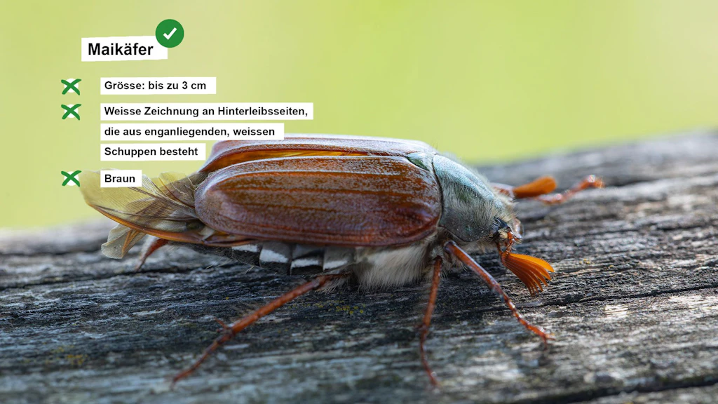 Fact sheet on the cockchafer