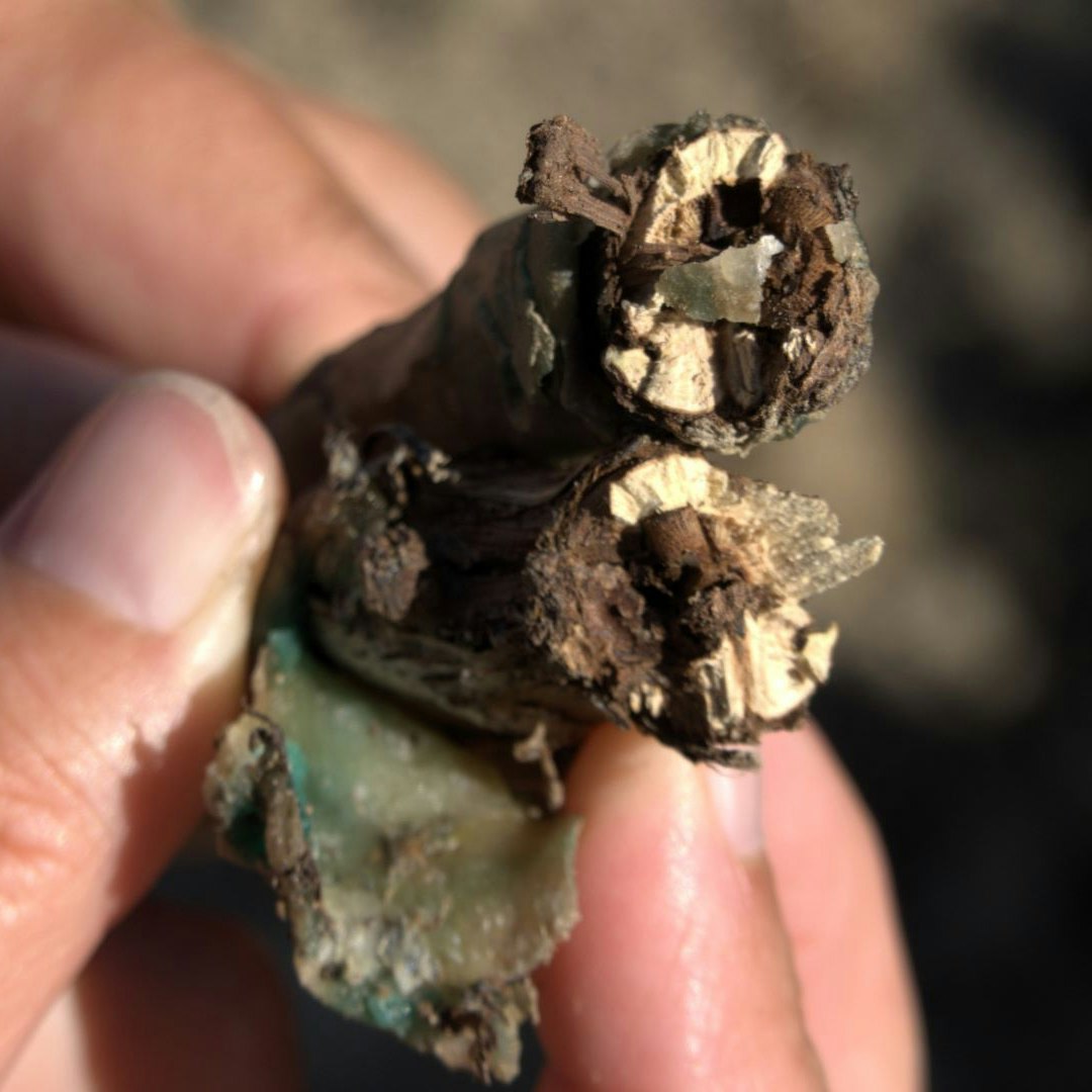 The scion and rootstock grow together weakly at the grafting point. The grafted vine is therefore not suitable for planting. It dries out and dies.