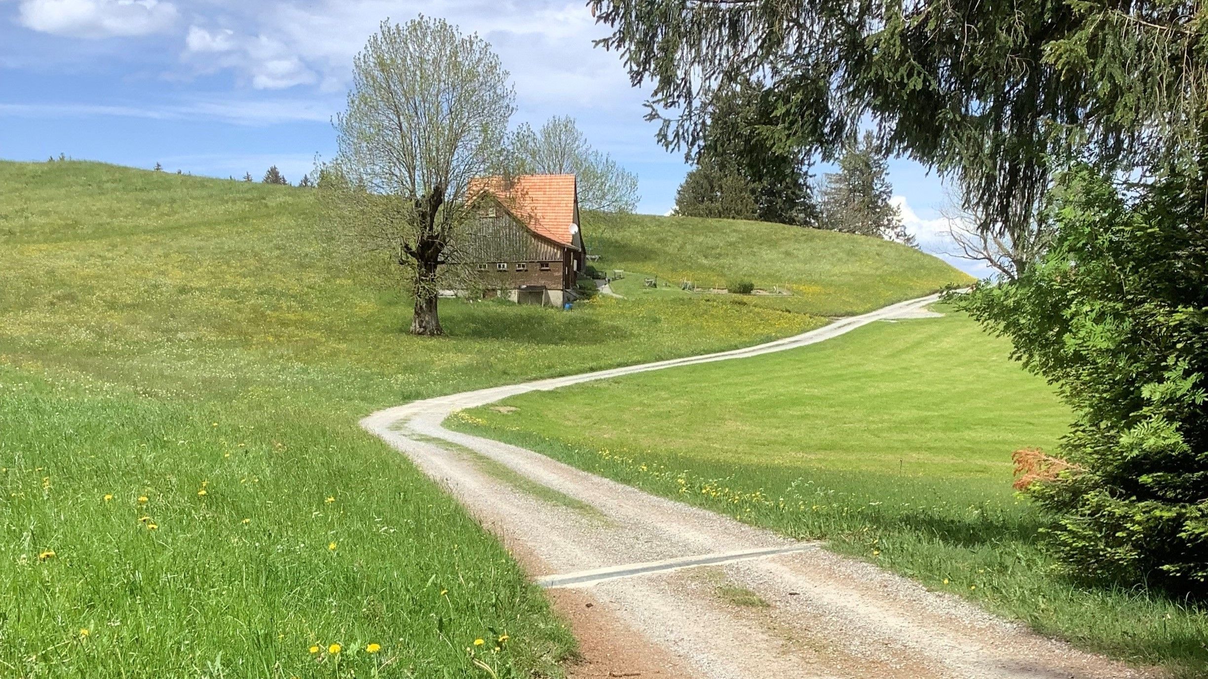 Chemin gravelé avec un virage à droite au milieu duquel l’herbe pousse déjà. À gauche du chemin, un bâtiment agricole avec un arbre isolé.