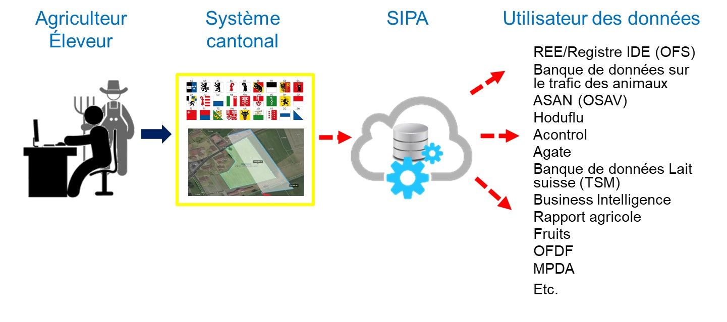 Le relevé national des données se déroule de la manière suivante : l'agriculteur ou l'éleveur saisit ses données dans un système cantonal. Le canton transmet ensuite ces données à Agis. Ces données peuvent ensuite être obtenues par des tiers autorisés tels que le REE, la banque de données sur le trafic des animaux et bien d'autres.