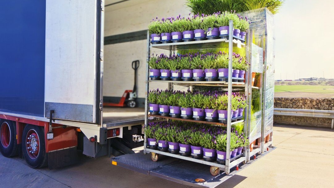 Chariot avec des plantes en pot en cours de chargement dans un camion
