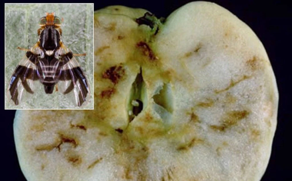 Grande image : Dégâts causés par les larves de la mouche de la pomme dans la chair du fruit. Petite image : Adulte mouche de la pomme. On remarque les bandes noires sur les ailes, qui présentent des similitudes avec la mouche de la cerise et la mouche du noyer présentes en Suisse.