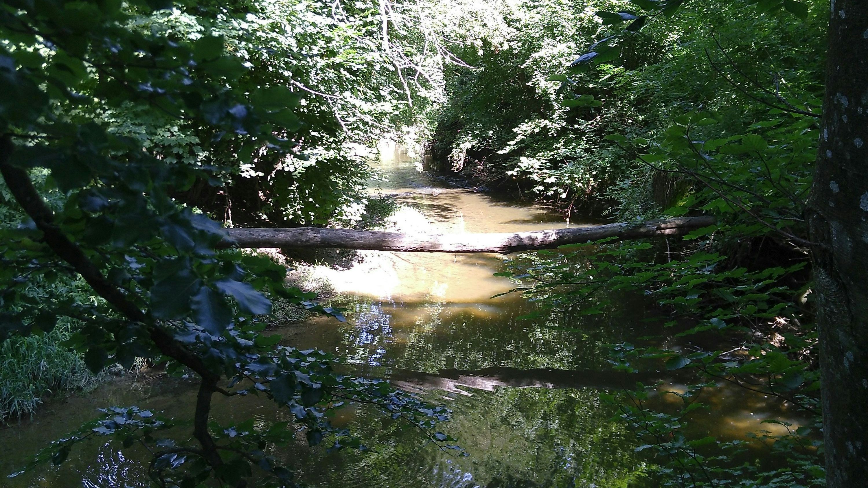 Ruisseau dans la forêt