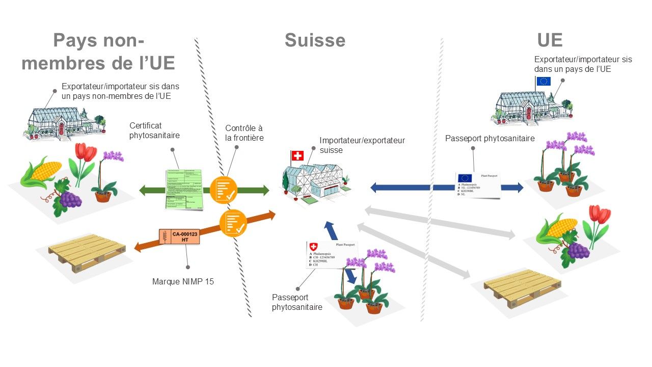Représentation graphique du système de passeport phytosanitaire.