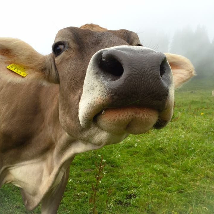 Vache au premier plan, brouillard à l’arrière-plan