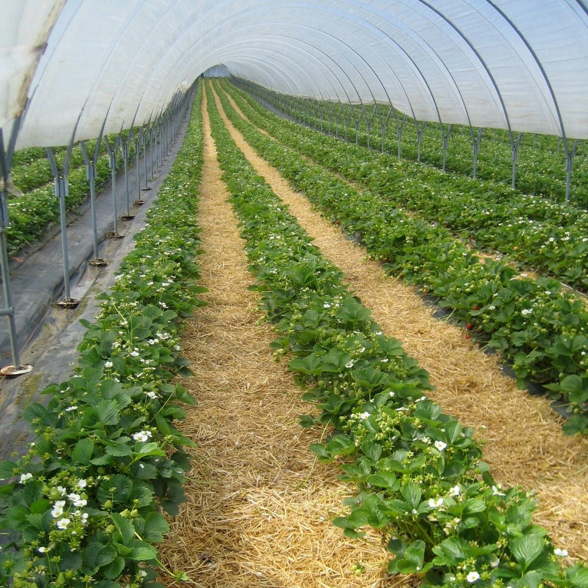 Fraises cultivées sous tunnel