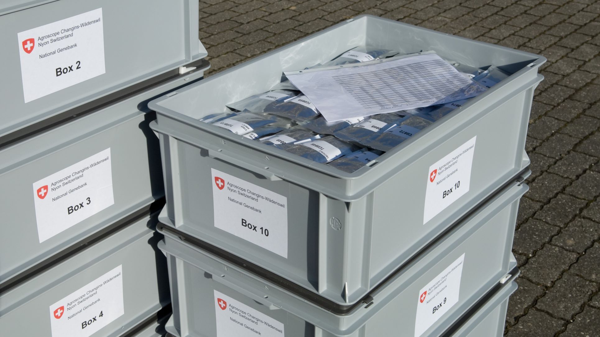 Préparation de caisses remplies de semences à destination de Svalbard. 