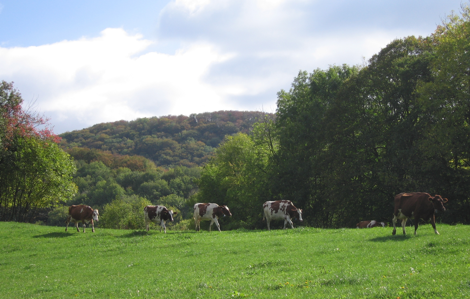 Vaches dans un pâturage devant une forêt.