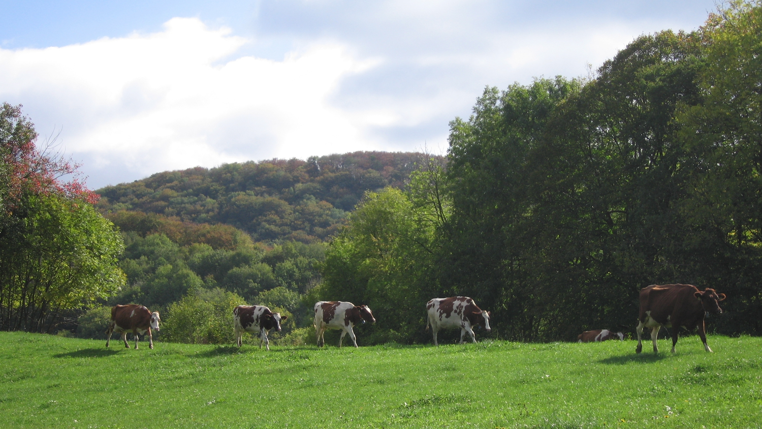 Vaches dans un pâturage devant une forêt.