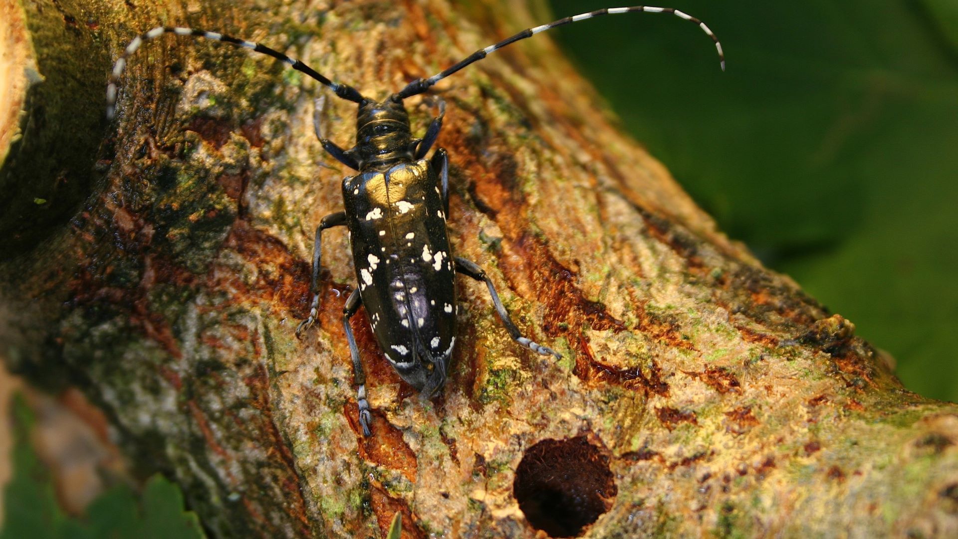 Un capricorne asiatique à la sortie d’une galerie