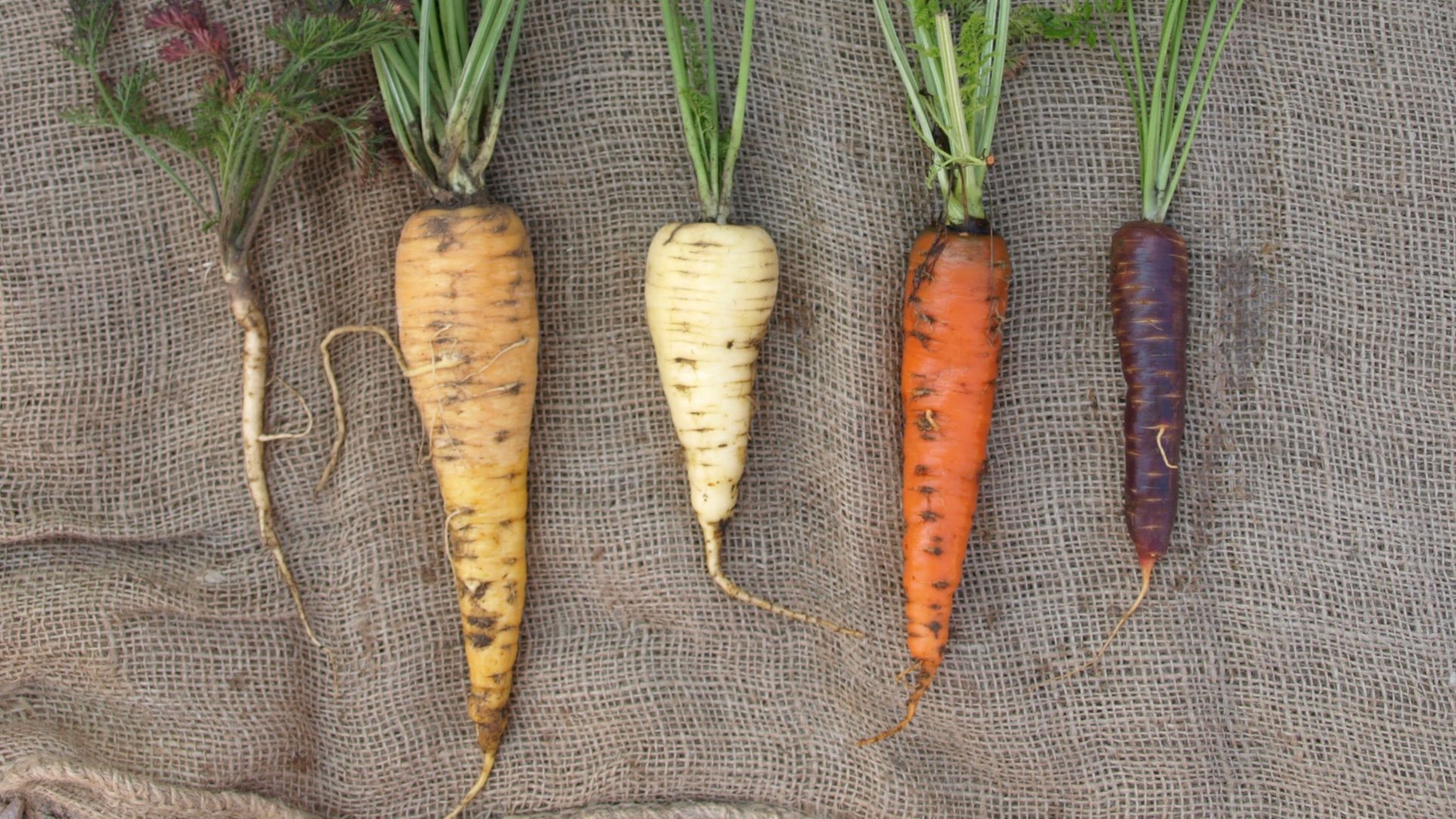La racine de la carotte sauvage est posée à gauche de variétés de carottes de différentes couleurs.