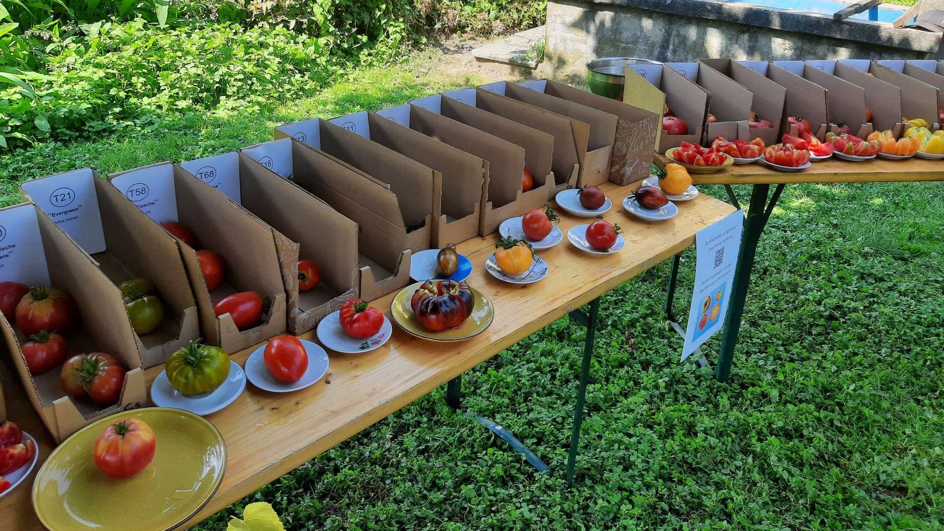 Différentes variétés de tomates sont posées côte à côte sur une table. 
