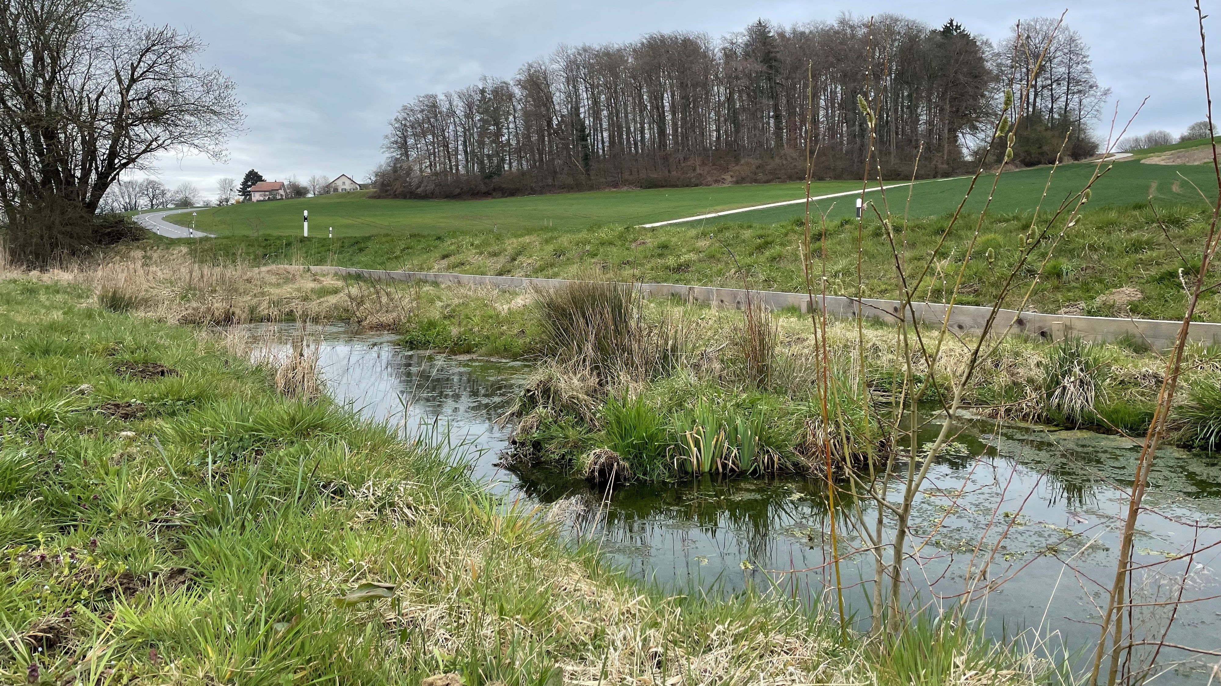 Ruisseau étroit renaturé avec une petite île.