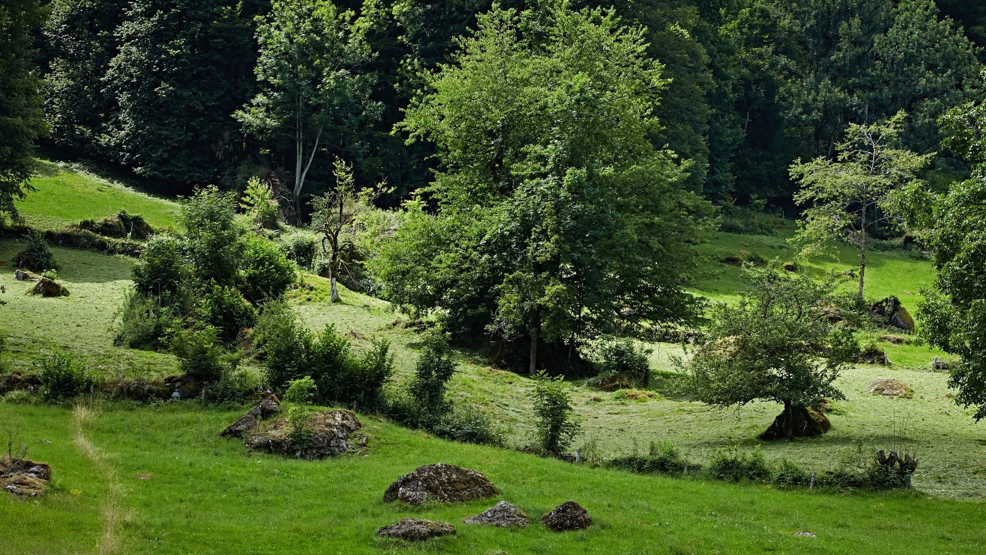 Haies et arbres isolés dans un pâturage