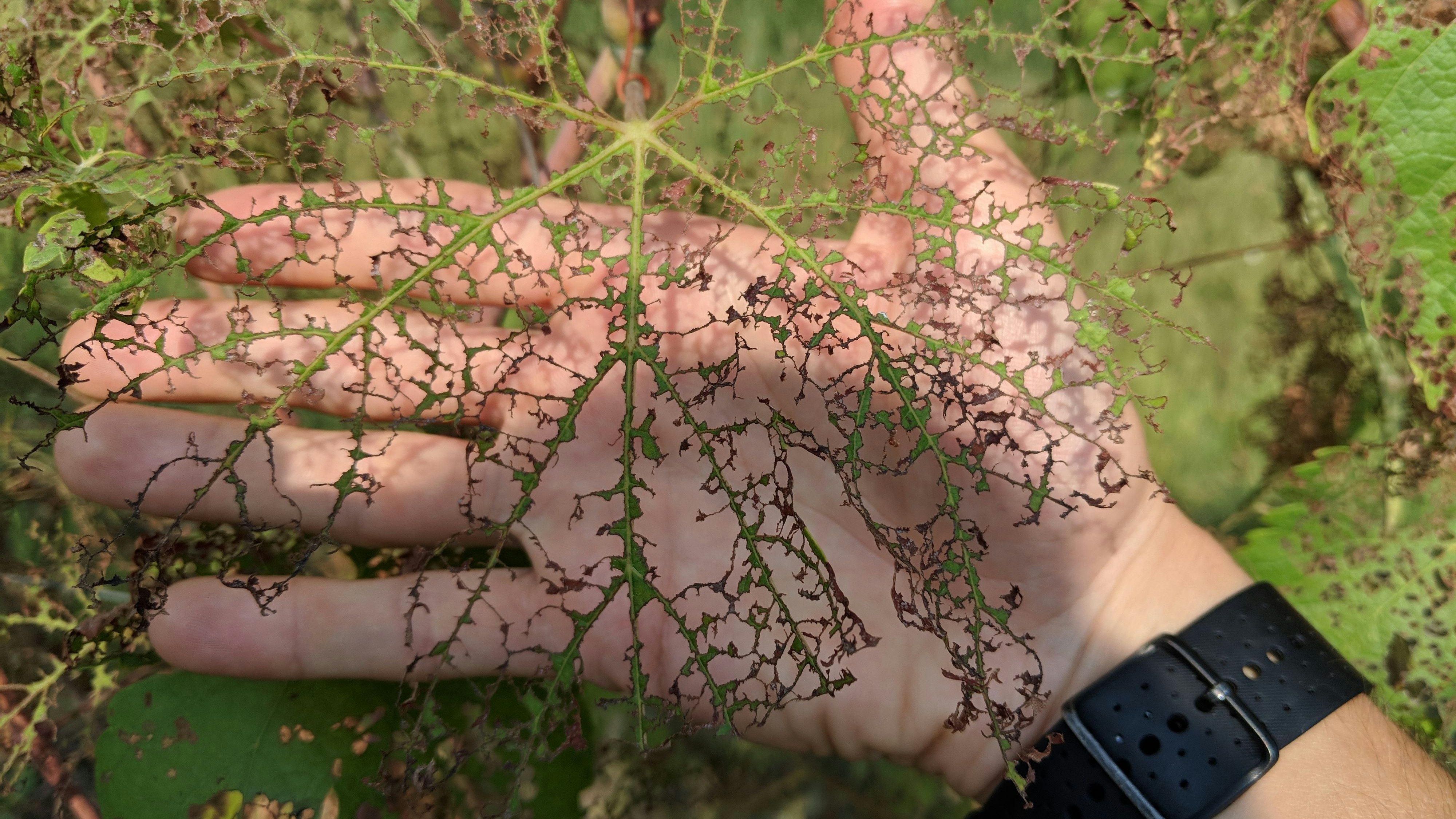 Dégâts typiques du scarabée japonais : il ne reste plus que le squelette de la plante.