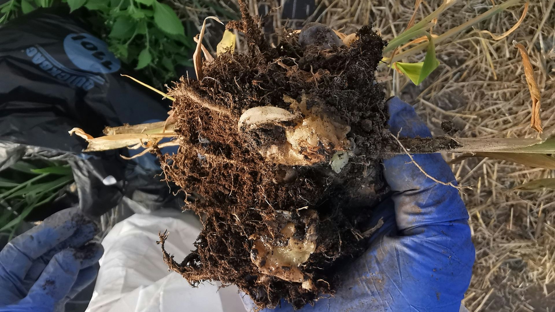 Réseau racinaire pourri d’un plant de gingembre