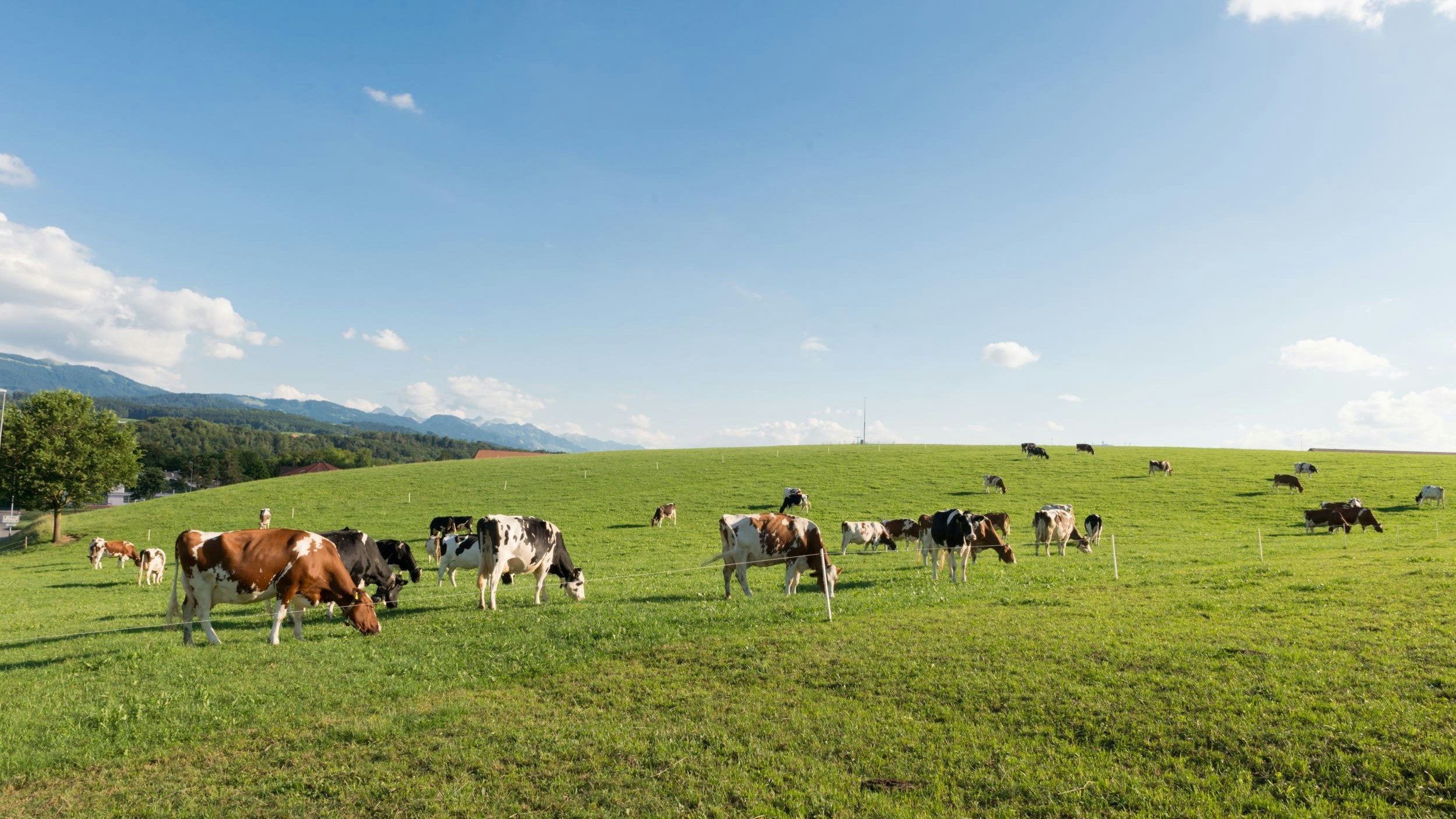 Vaches dans un pré