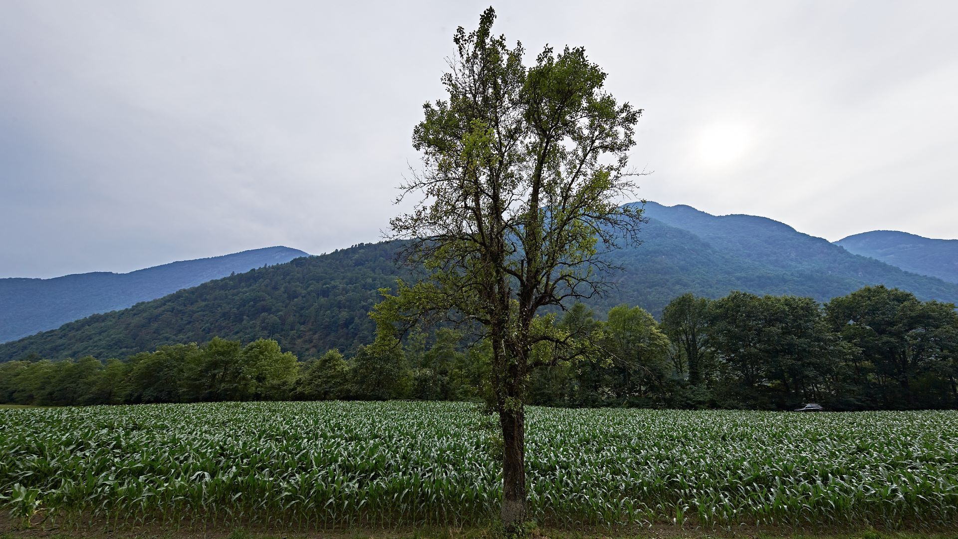 Arbre isolé au fond de la vallée