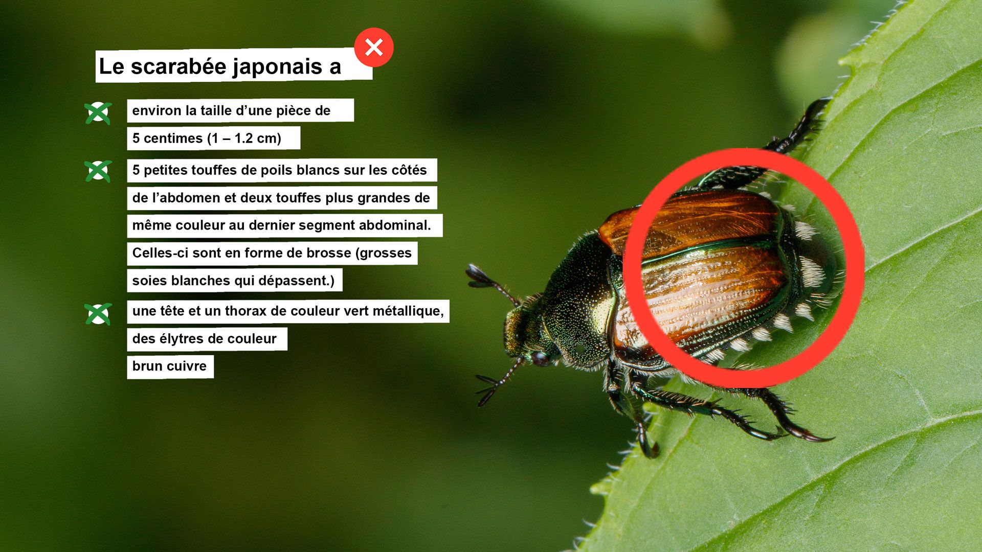 Fiche d'information scarabée japonais