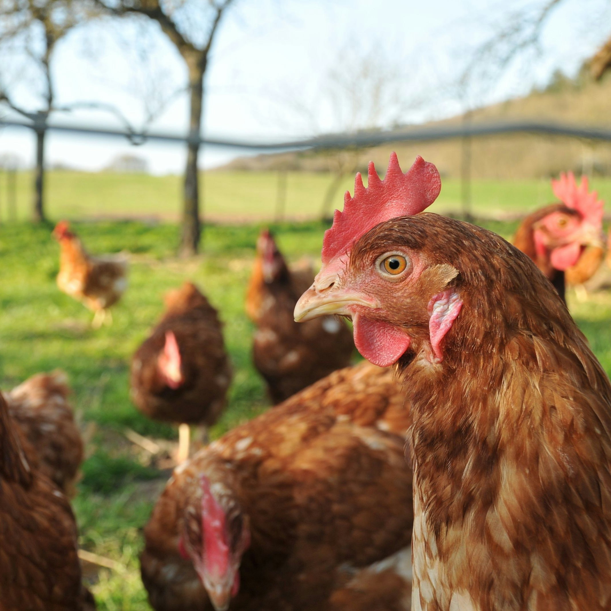 Poules sur une prairie