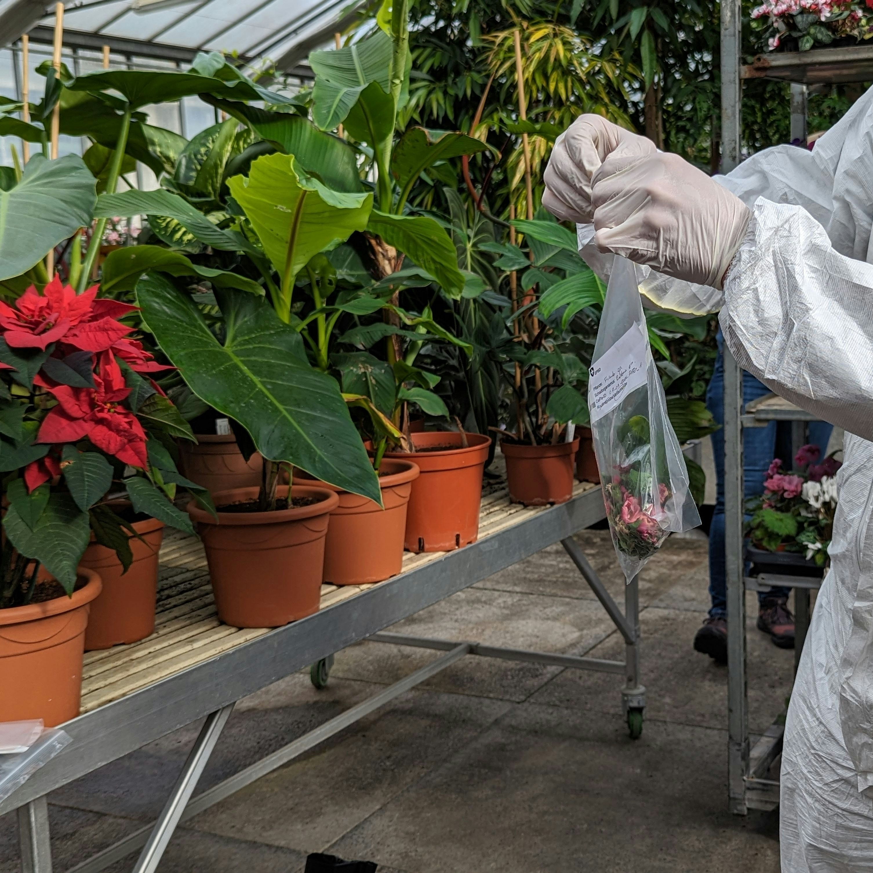 Un inspecteur phytosanitaire en tenue de protection emballe un échantillon de plante