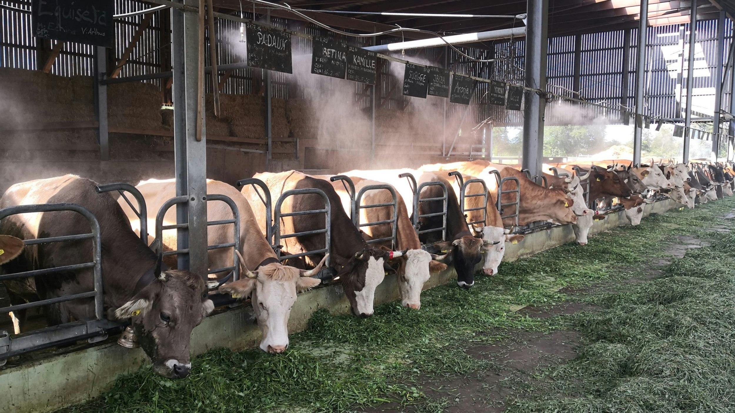 Vaches en train de manger dans l'étable