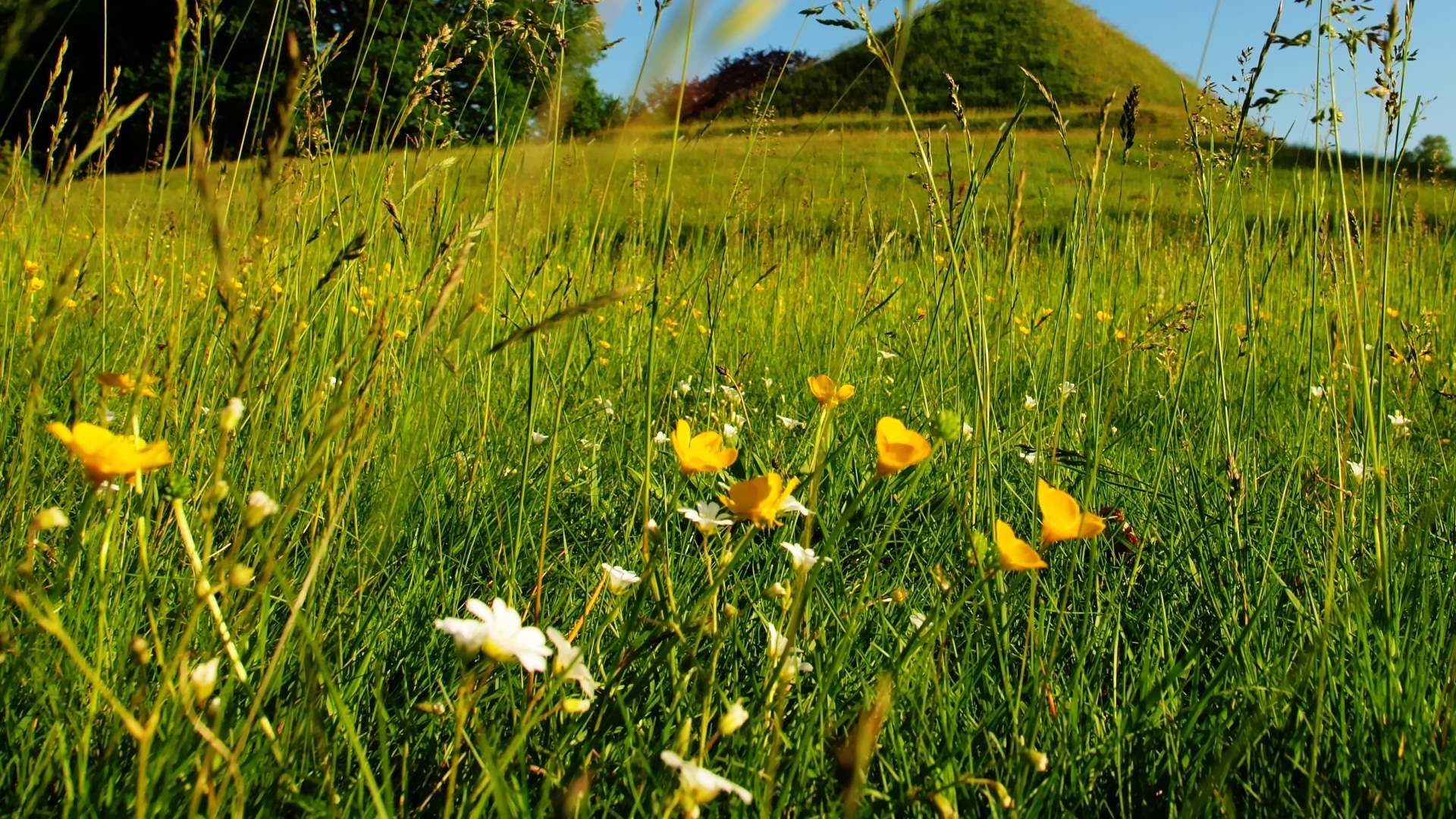 Prairie peu intensive