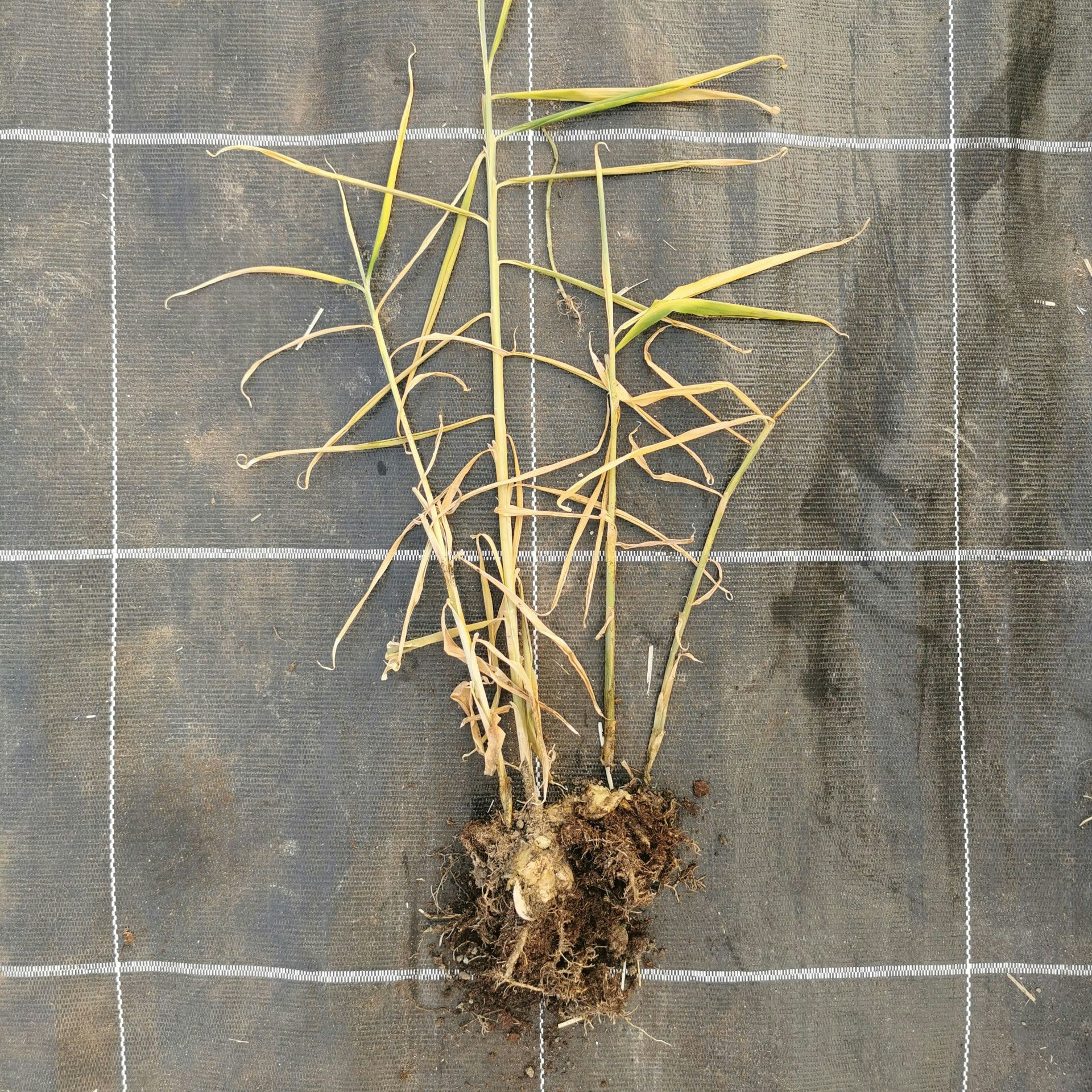 Plant de gingembre atrophié avec des feuilles flétries (jaunâtres), des nécroses et des racines pourries