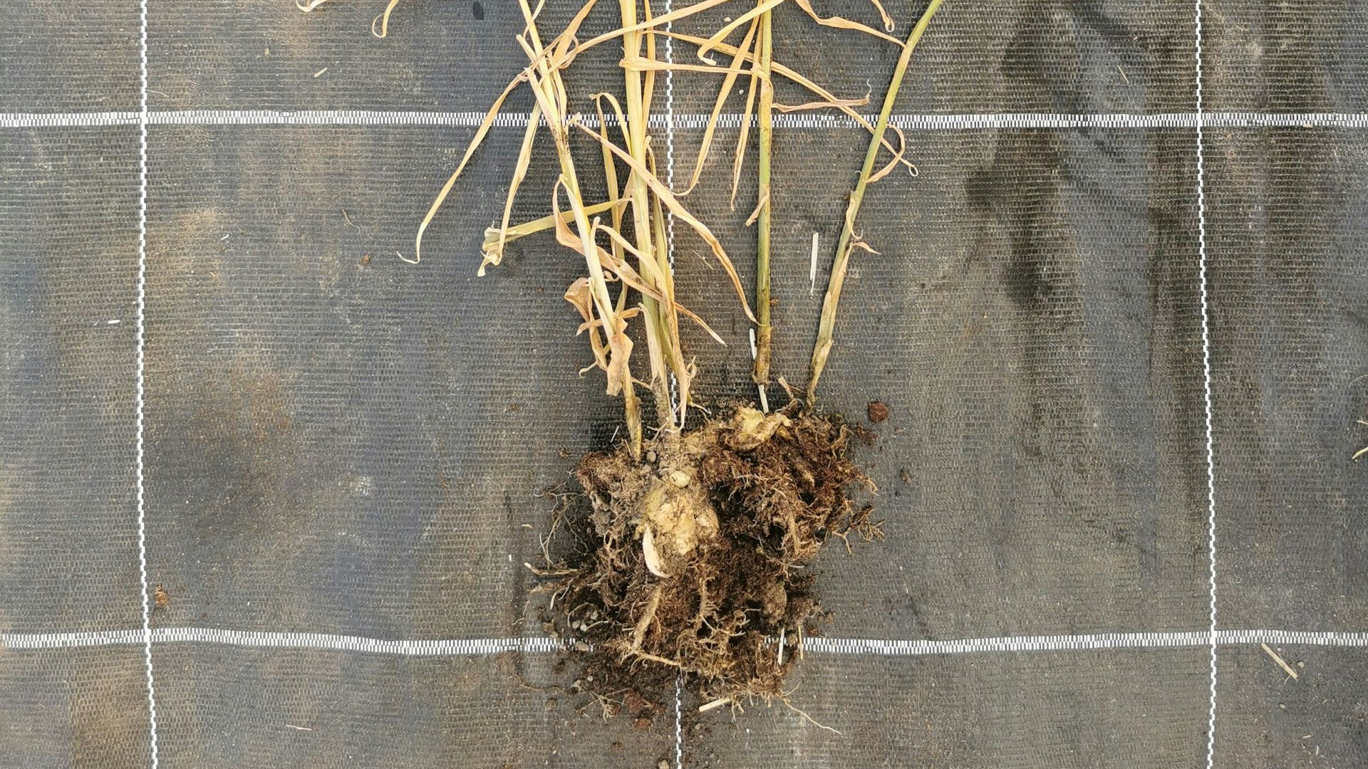 Plant de gingembre atrophié avec des feuilles flétries (jaunâtres), des nécroses et des racines pourries