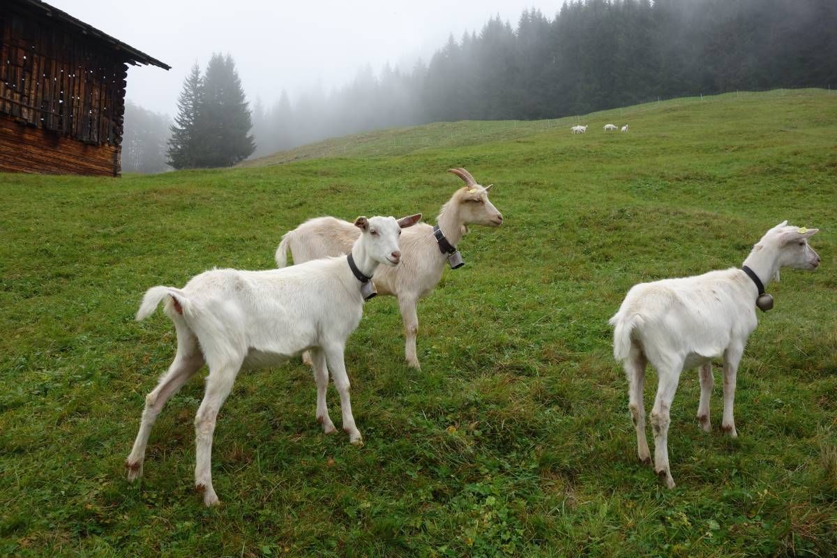 Trois chèvres au pâturage