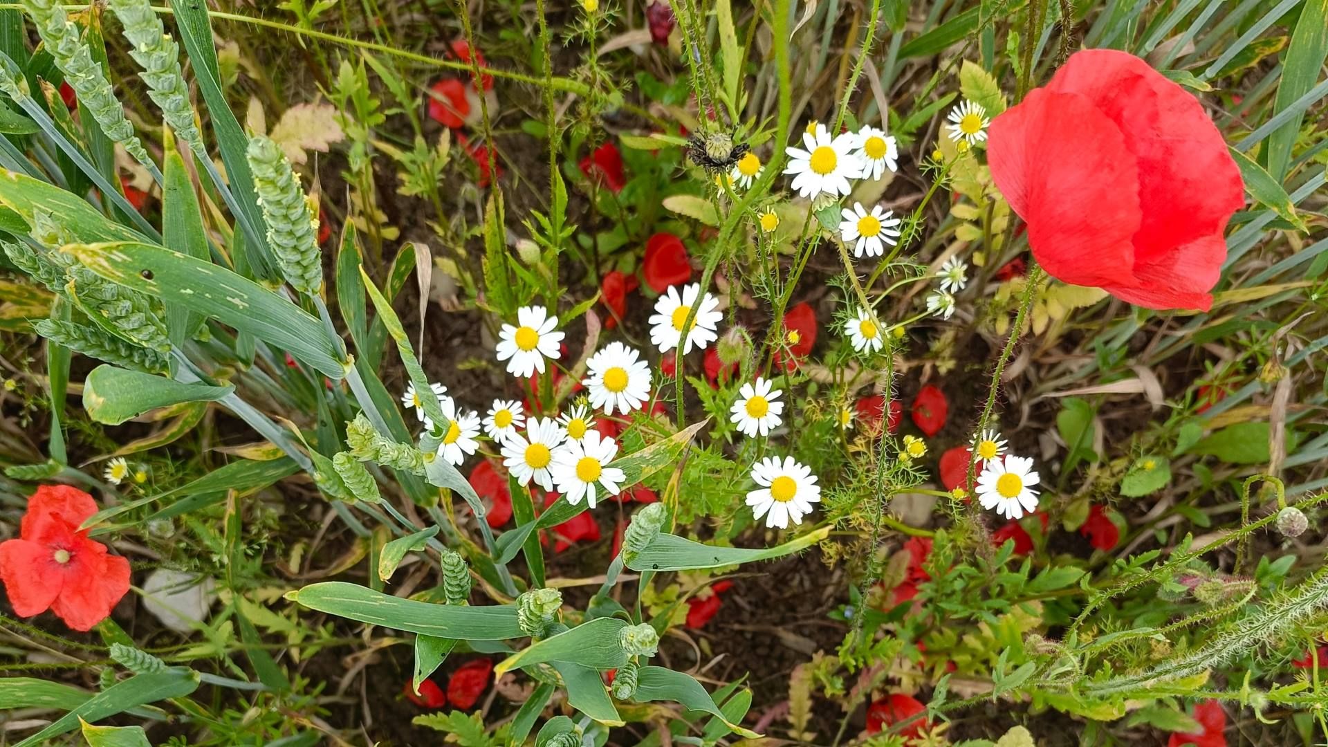 Camomille et coquelicots entre les rangées de céréales