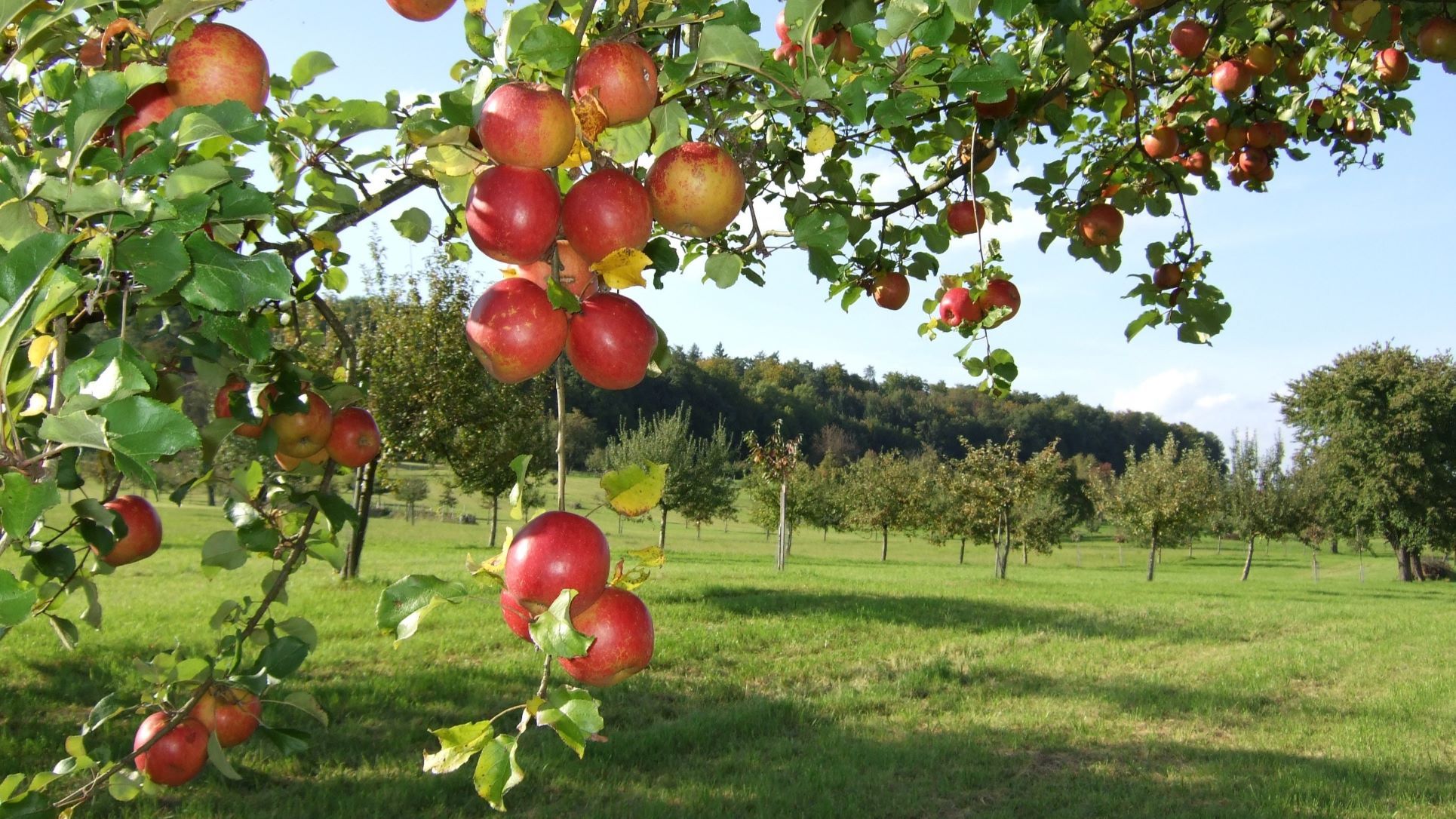 Un pommier de la collection d’arbres haute-tige à Höri chargé de fruits. 