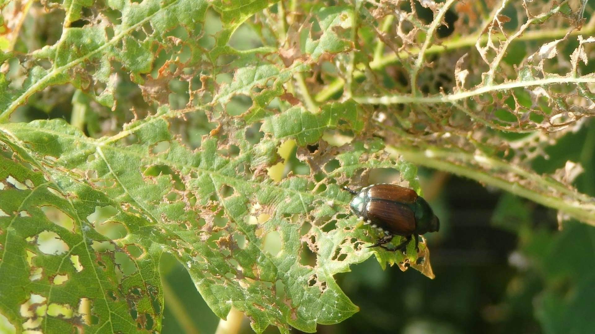 Dégâts foliaires typiques en forme de squelette causés par le scarabée japonais