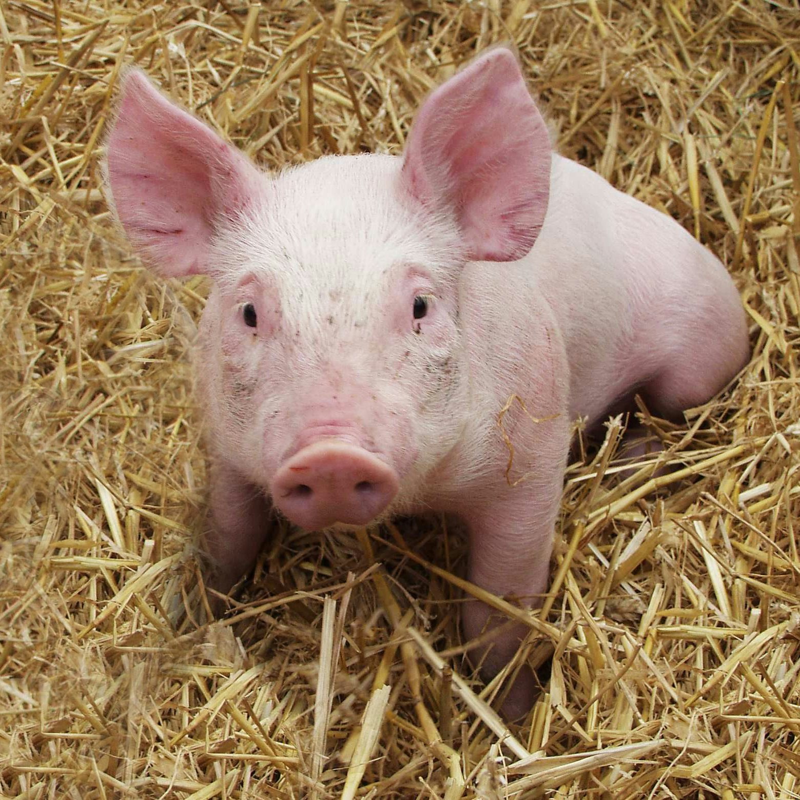 Porcelet sur un lit de paille