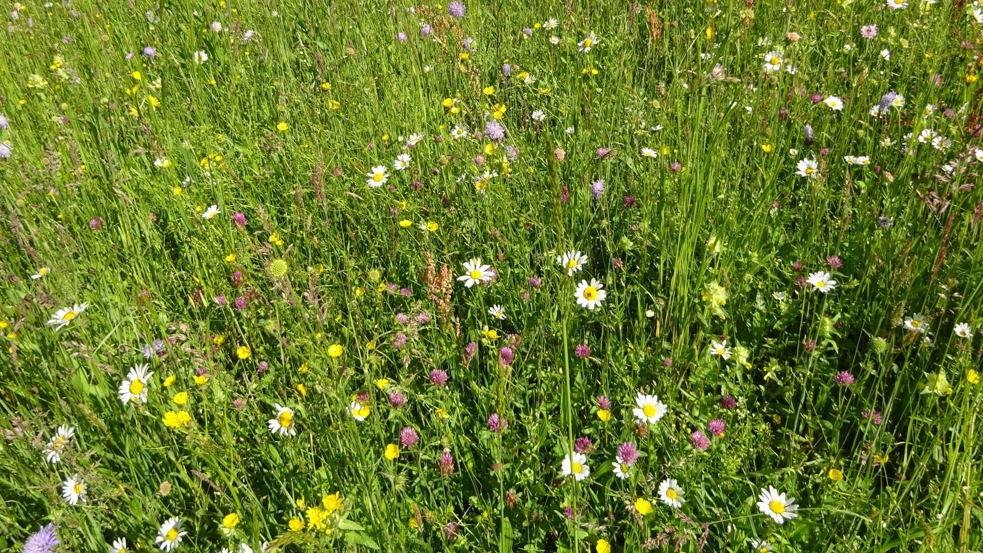 Prairie avec marguerites