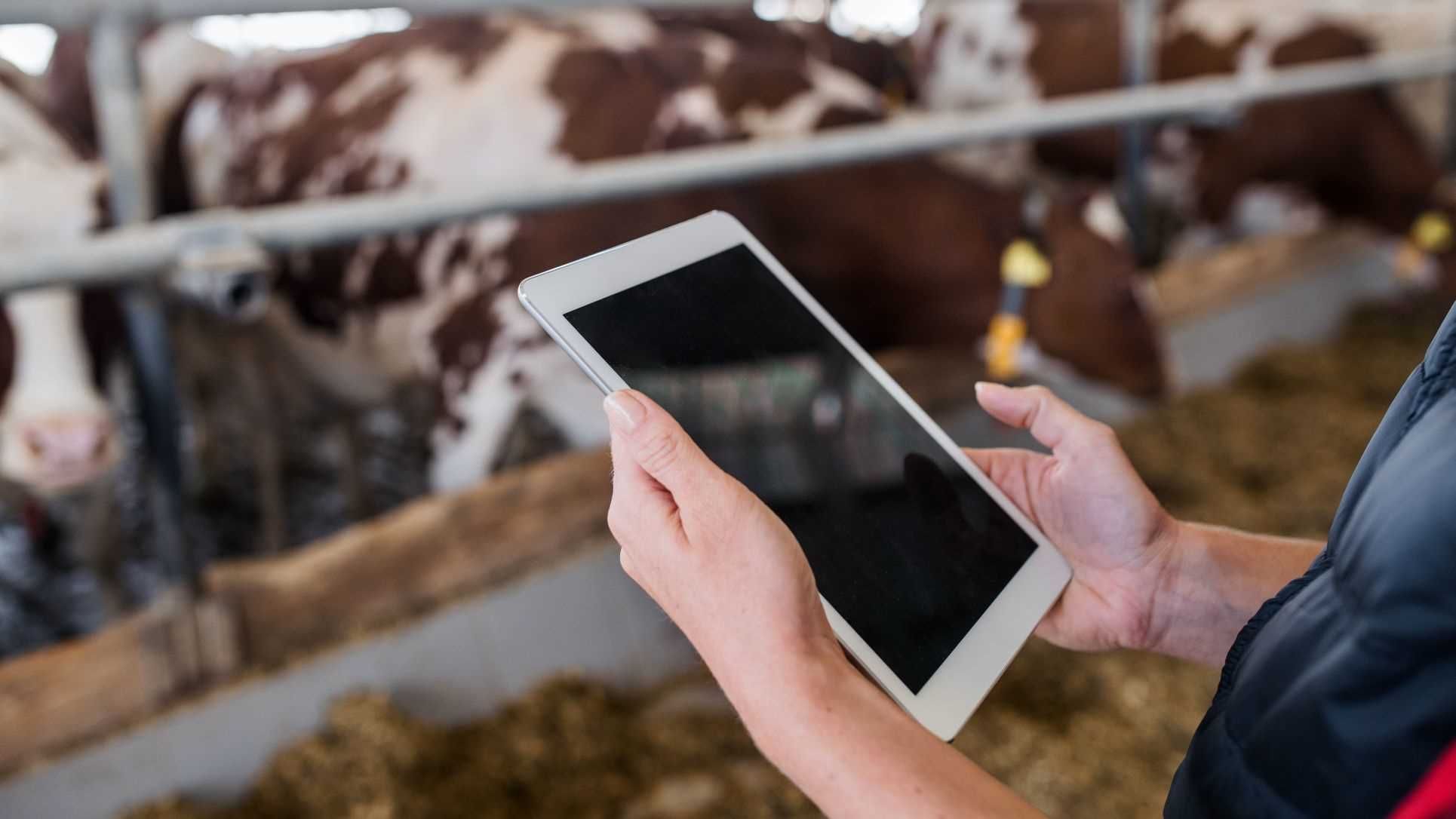 Un contrôleur tient une tablette électronique et observe des vaches dans une étable.