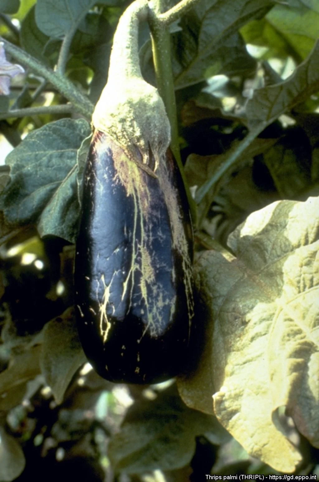 Les taches semblables à du liège sur les aubergines sont causées par les larves et les insectes adultes du Thrips palmi. 