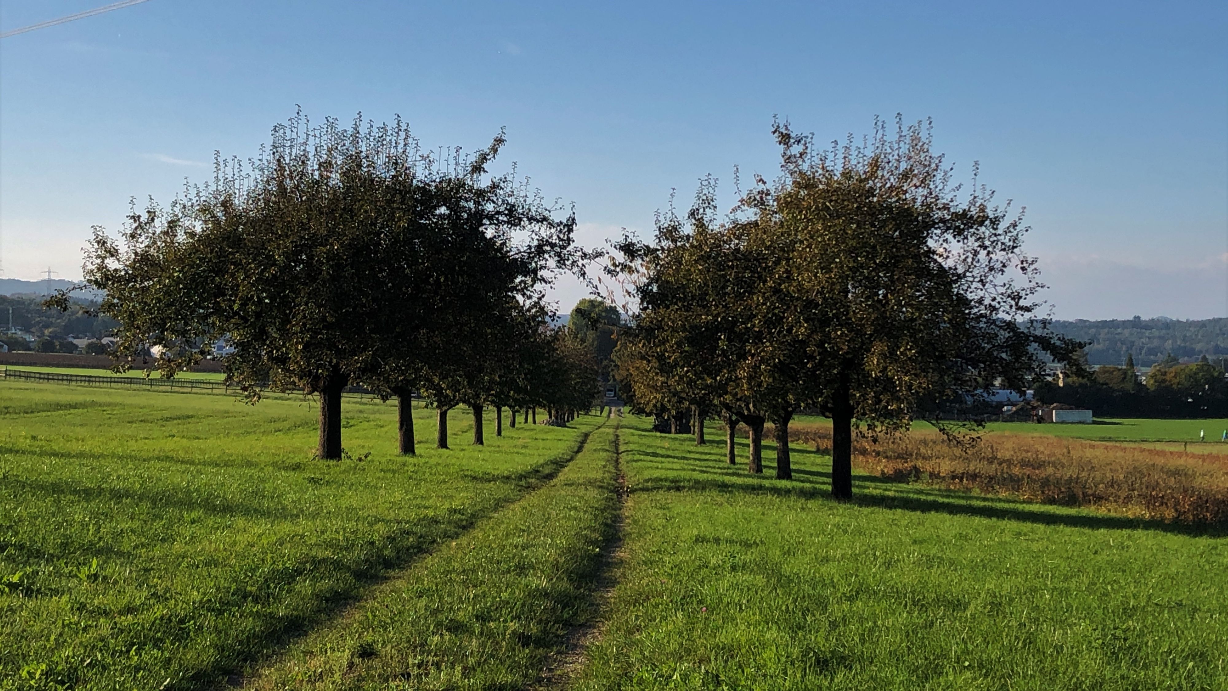 Chemin herbeux dans une surface herbagère bordée d’arbres fruitiers haute-tige. 