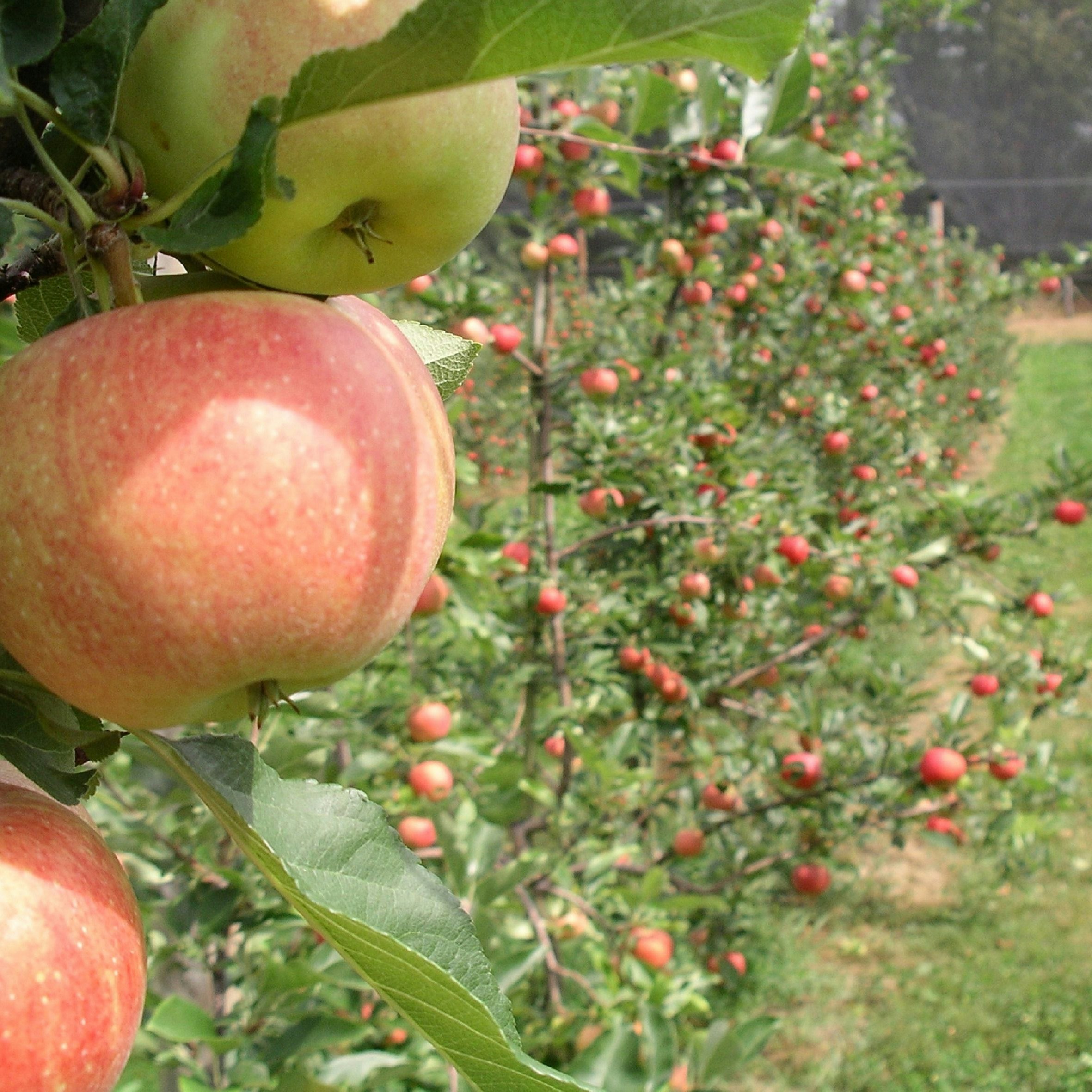 Rangée de pommiers