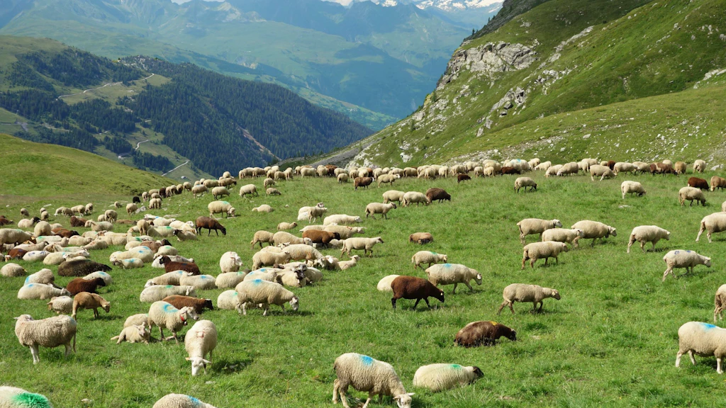Moutons à l'alpage