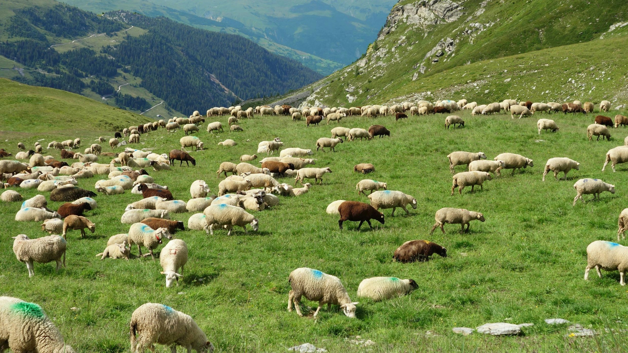 Moutons à l'alpage