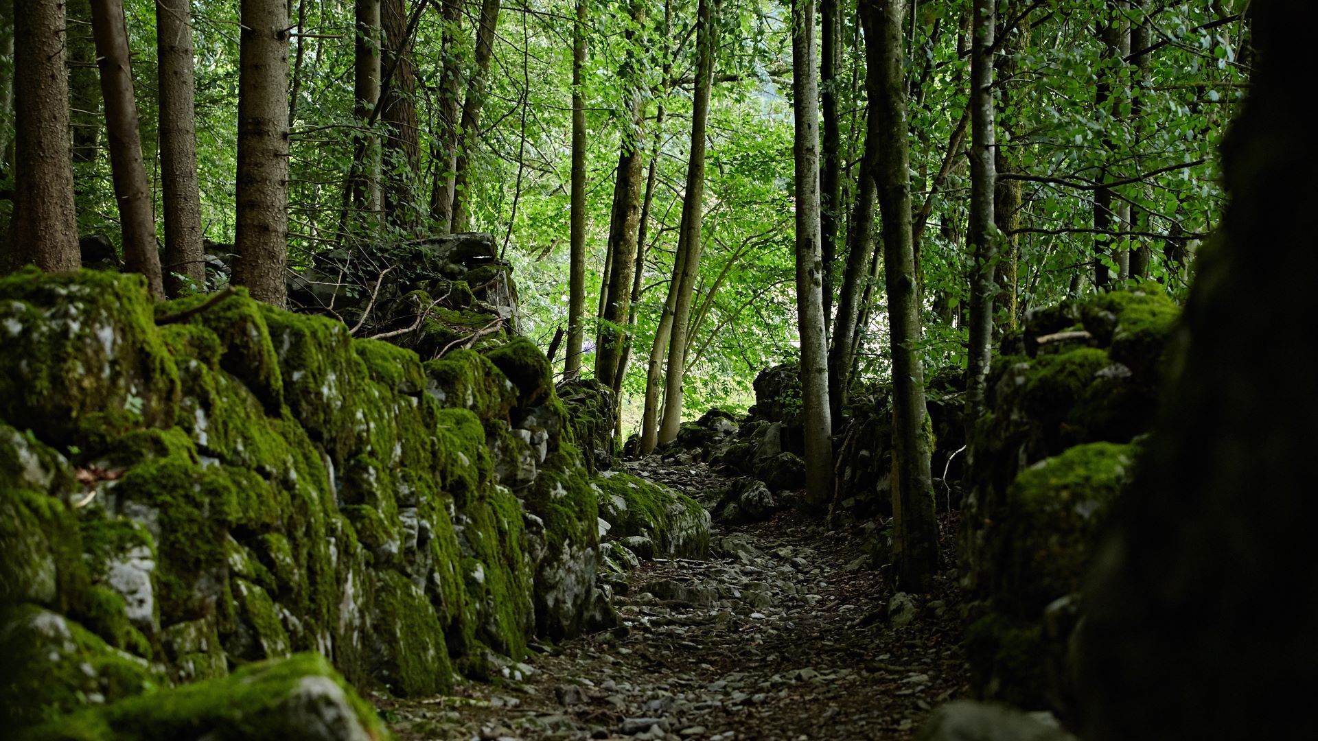 Ancien sentier utilisé par les chèvres