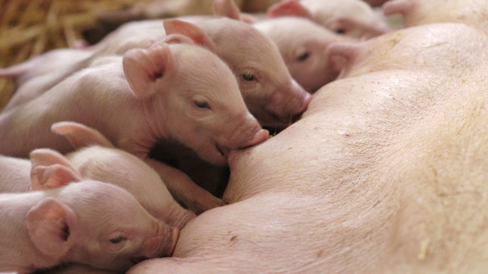 Porcelets en lactation