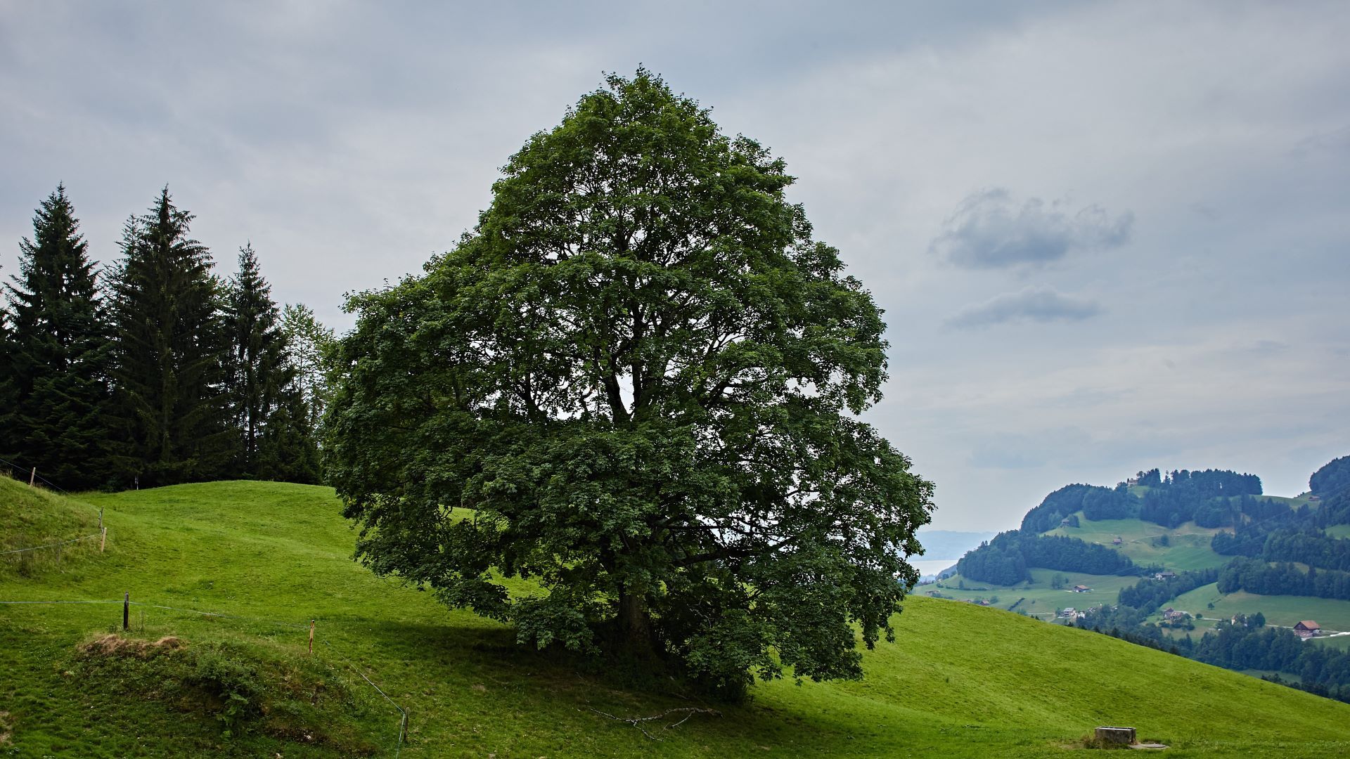 Arbre isolé indigène