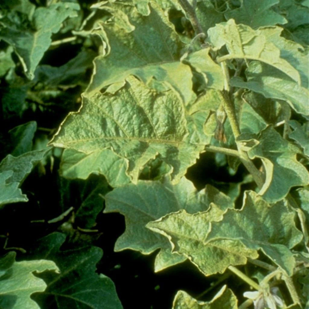 La coloration argentée ou bronze des feuilles d'aubergine est causée par les larves et les insectes adultes du Thrips palmi. 