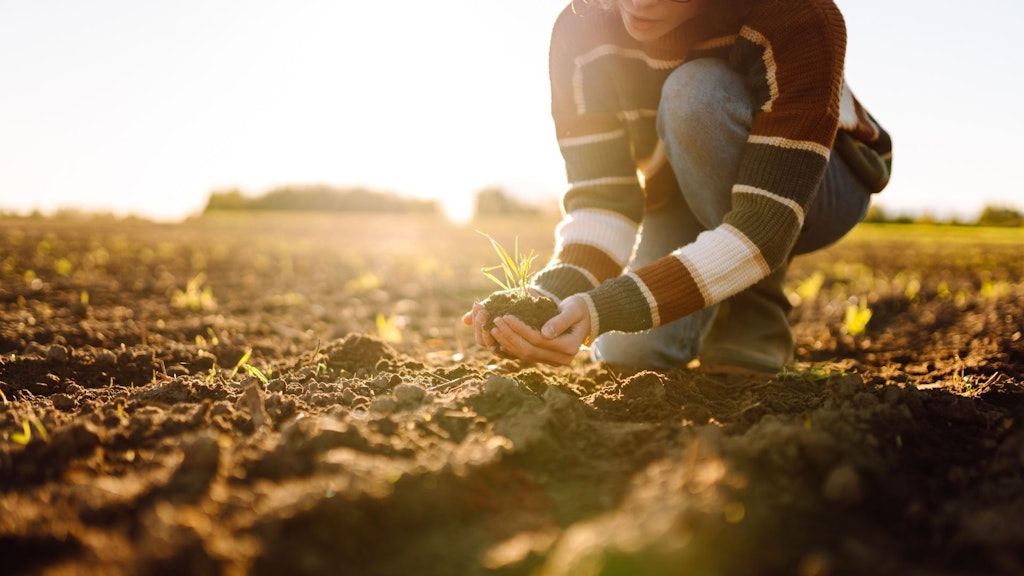 Une femme dans un champ tient une jeune plante dans ses mains.