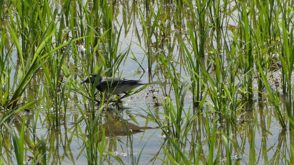 Un oiseau est posé entre les plantes dans une rizière, donnant l’illusion qu’il flotte sur l’eau.