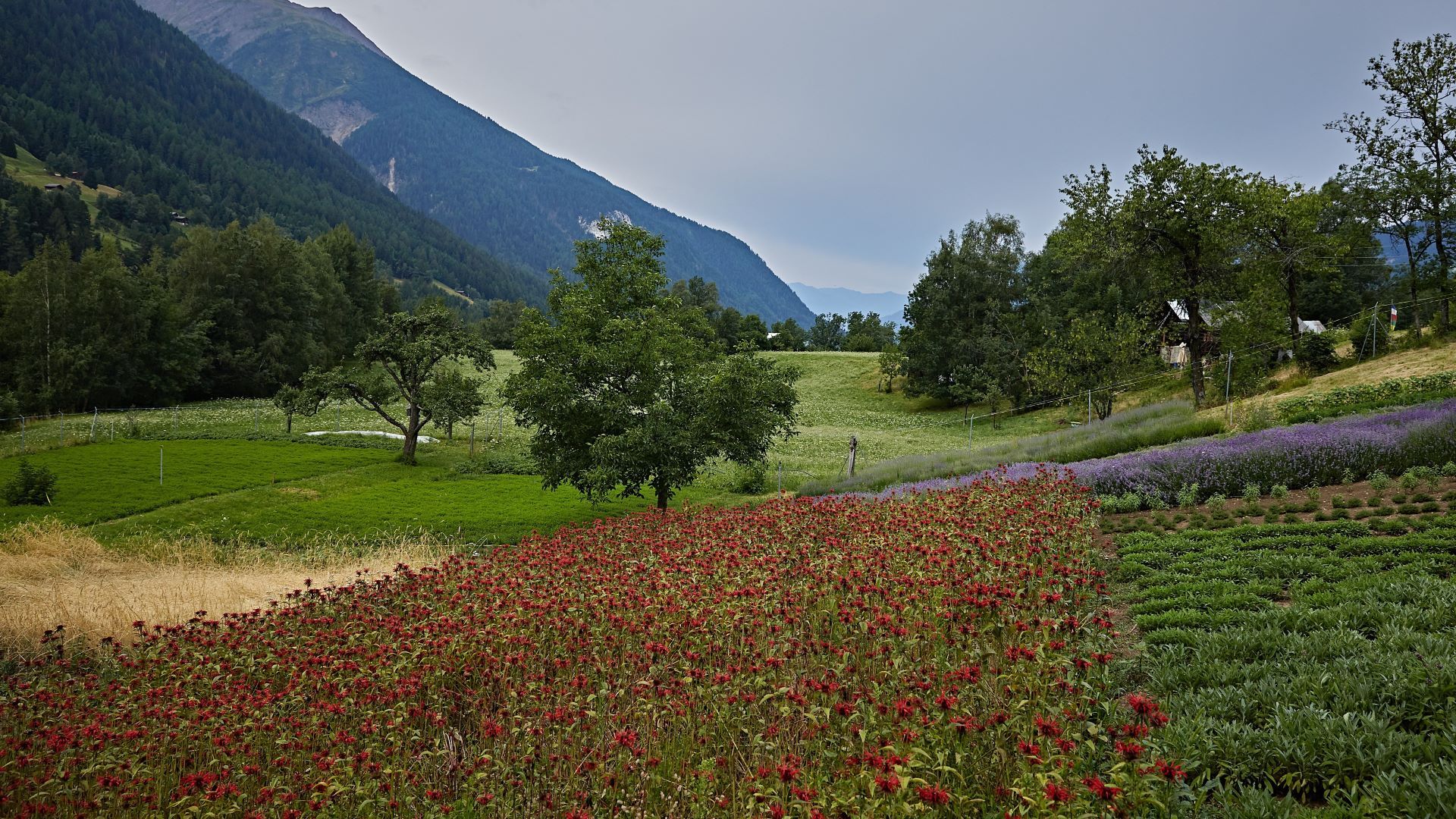 Culture d'herbes de montagne et quelques arbres fruitiers en arrière-plan